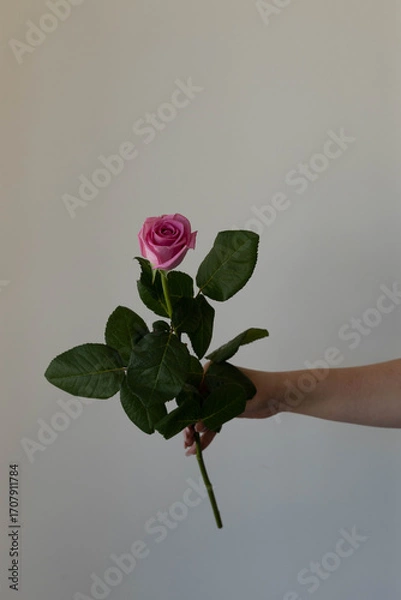 Obraz rose pink flower