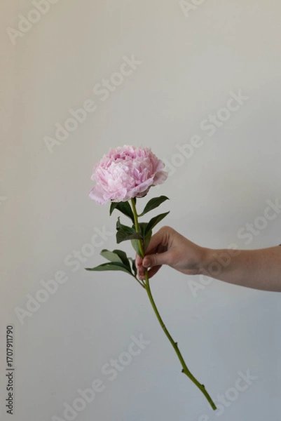 Obraz flower peony pink