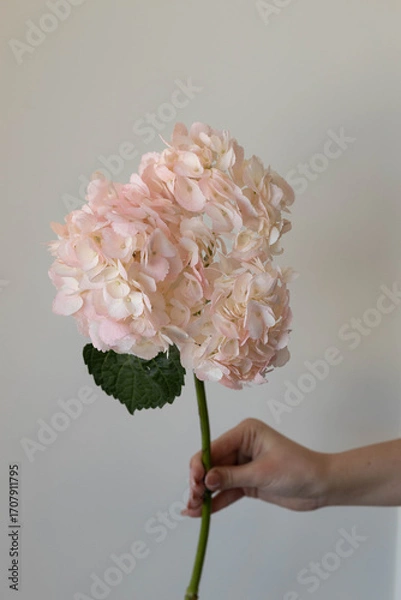 Obraz hydrangea pink flower