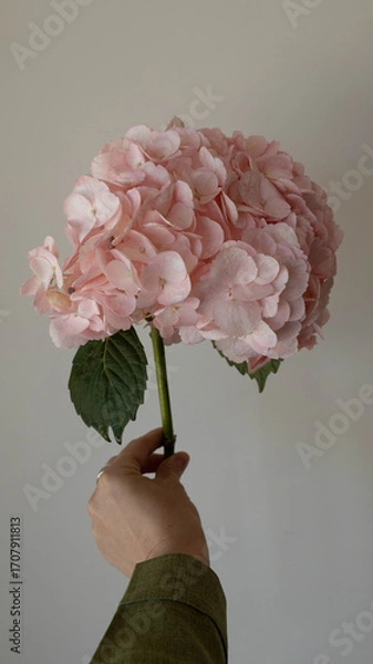 Obraz hydrangea pink flower