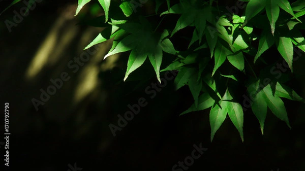 Fototapeta 木漏れ日と紅葉