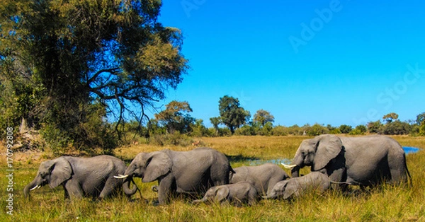 Fototapeta African elephant herd