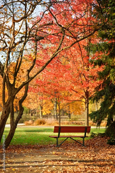 Obraz Empty bench at the colorful fall park