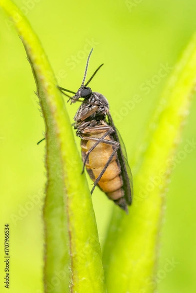 Fototapeta Tiny sciaridae diptera standing between two leaves with blurred green background