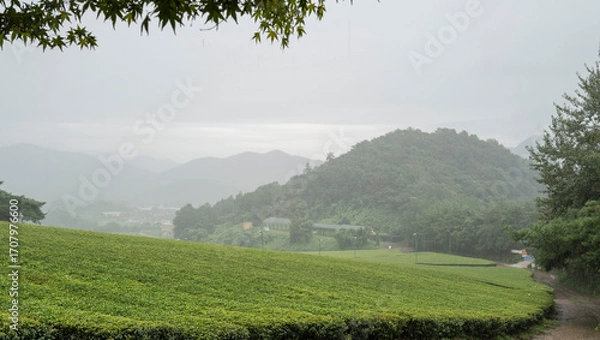 Obraz 비 오는 날 빗줄기 사이로 보이는 산촌의 푸른 녹차밭 풍경