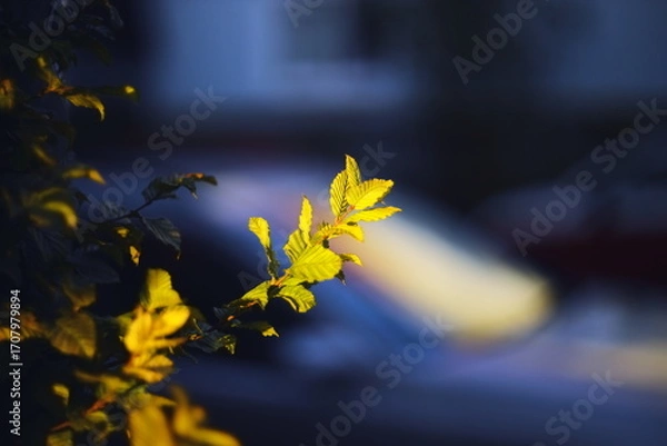 Fototapeta Close-up of fresh green leaves illuminated by warm sunlight with a soft, blurred background.