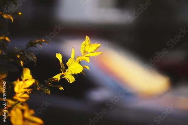 Fototapeta Close-up of fresh green leaves illuminated by warm sunlight with a soft, blurred background.