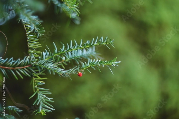 Fototapeta Close-up of a green conifer branch with a single small red berry against a blurred natural background.