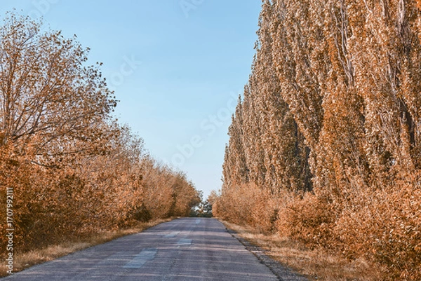 Obraz road in the woods