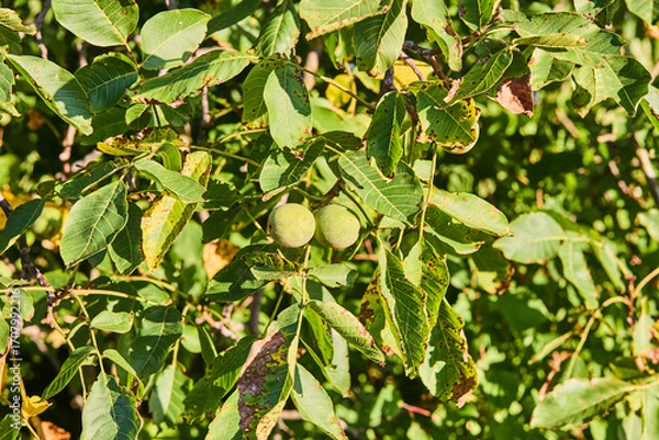 Obraz green nuts on tree branch