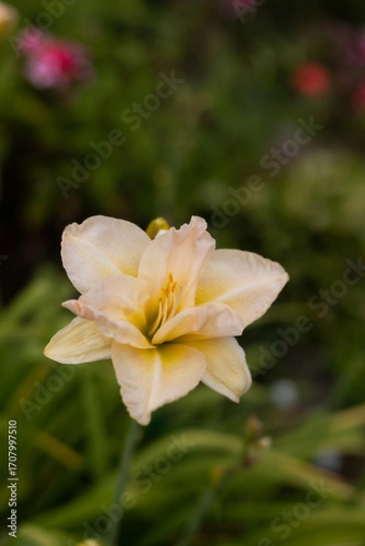 Fototapeta Beautiful cream (beige) daylily in the garden against the background of green leaves. There is a small spider sitting in the center of the flower. Garden plants. Selective focus, close-up.