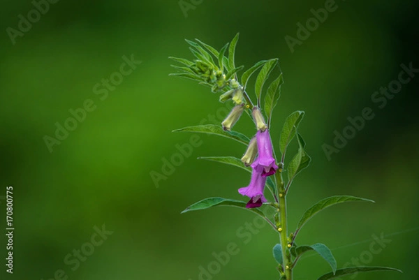 Obraz Pink Sesame Flowers