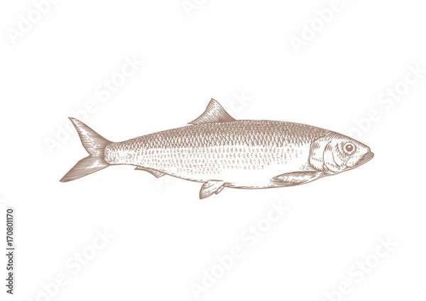 Obraz Drawing of whole herring