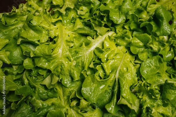 Fototapeta Top view of freshly harvested green lettuce leaves forming textured and vibrant backdrop, perfect for showcasing healthy recipes, close-up, nobody. Concept of promoting benefits of plant-based diet.