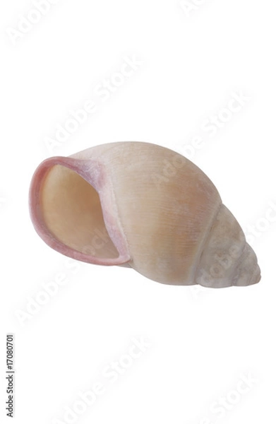 Obraz Schneckenhaus_rosa_3