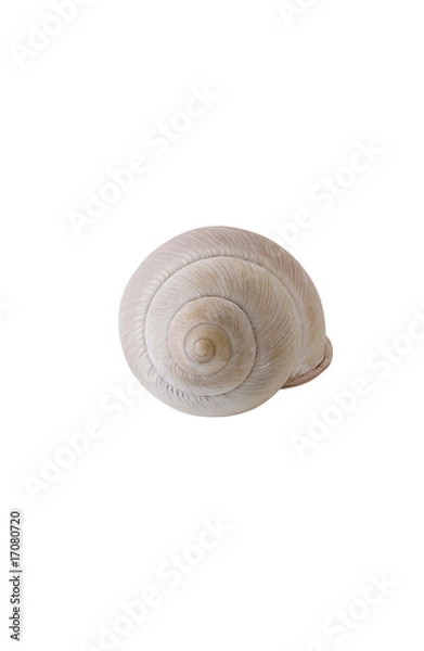 Obraz Schneckenhaus_rosa_1