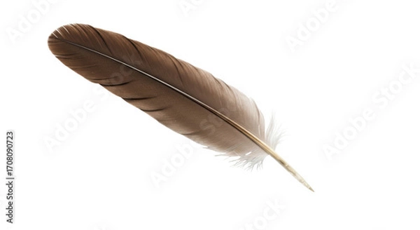 Obraz Isolated Brown Feather