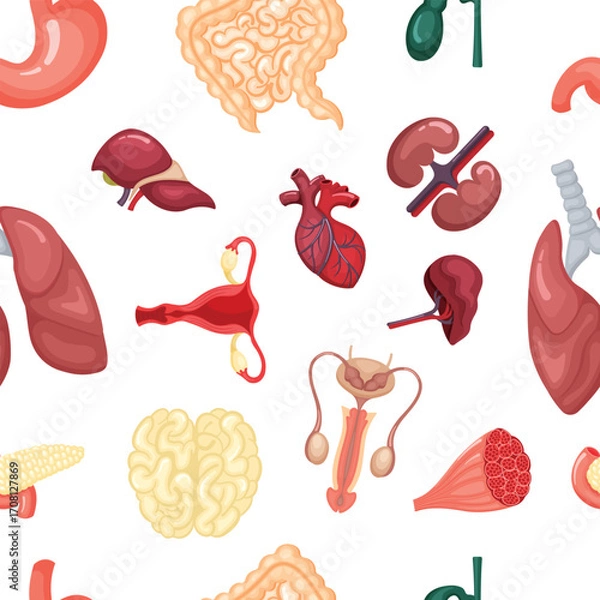 Fototapeta internal organs pattern. brain heart liver kidneys reproductive system. vector cartoon flat seamless pattern
