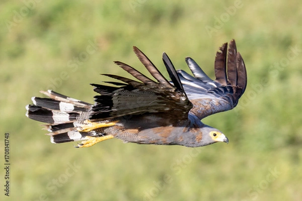 Obraz Harrier hawk on the prowl