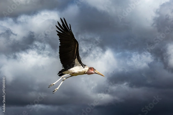 Obraz Maribu against the storm clouds