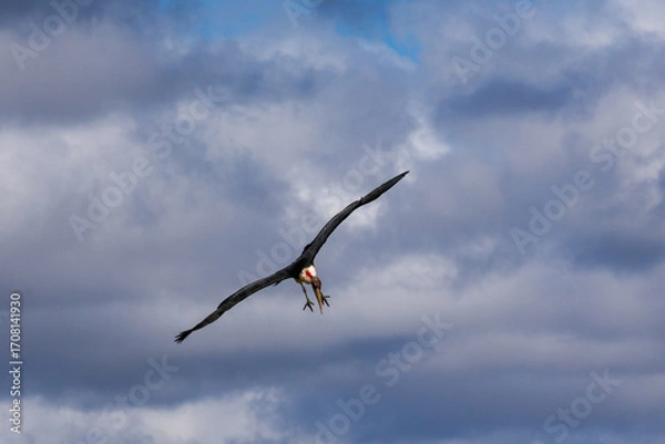 Obraz Landing gear out