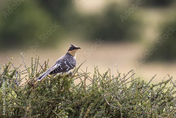 Obraz Great spotted cuckoo, Mashatu, Botswana