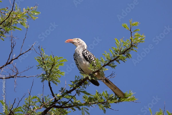 Obraz Red-billed hornbill