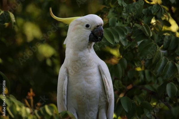 Obraz Cockatoo