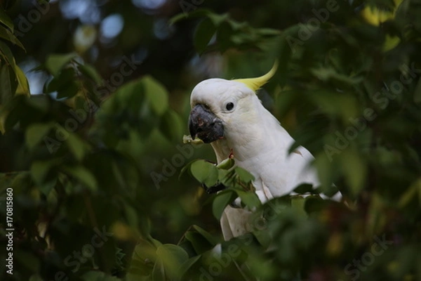 Obraz Cockatoo