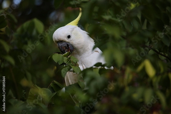 Obraz Cockatoo