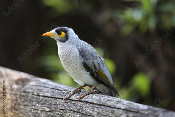 Obraz Noisy Miner