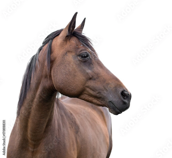 Obraz horse on white background