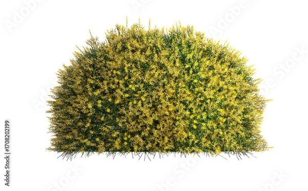 Fototapeta 3d render of evergreen shrub with yellowish foilage, , isolated over transparent background, PNG cut-out	
