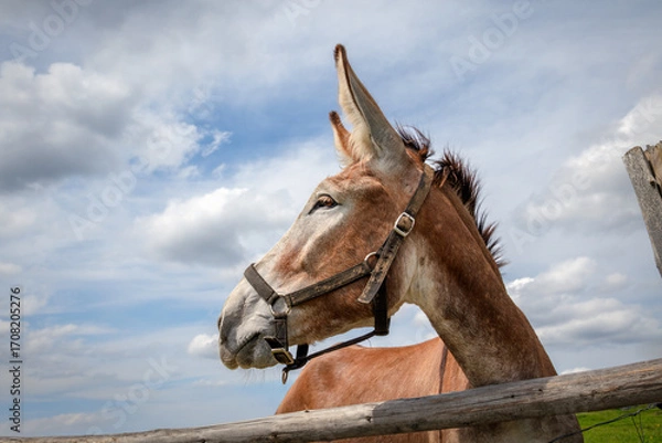 Obraz Brown Donkey Head Portrait with Halter Against Cloudy Sky