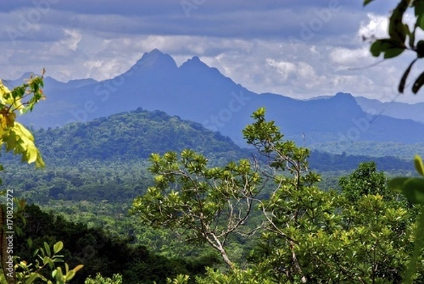 Obraz Cockscomb Basin Wildlife Preserve (Belize)