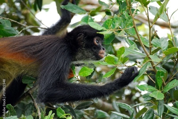 Obraz Spider monkey (Ateles geoffroyi) - Belize