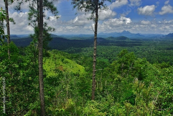 Obraz Cockscomb Basin Wildlife Preserve (Belize)