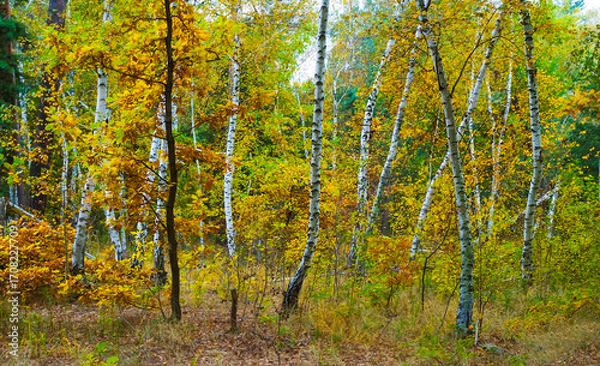 Fototapeta closeup calm autumn forest glade, heap of red tree seasonal scene