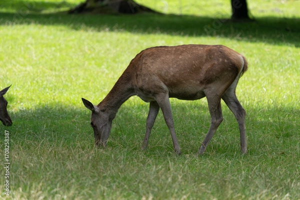 Fototapeta pasące się zwierze, jeleń, łania, w puszczy białowieskiej