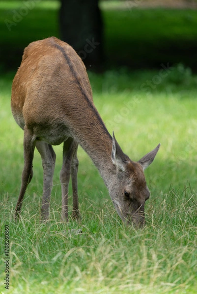 Obraz pasące się zwierze, jeleń, łania, w puszczy białowieskiej