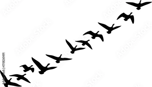Fototapeta Silhouette flock of geese flying in v formation wild birds migration nature wildlife vector