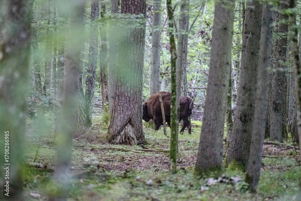 Fototapeta Żubr w puszczy białowieskiej przechadzający się między drzewami