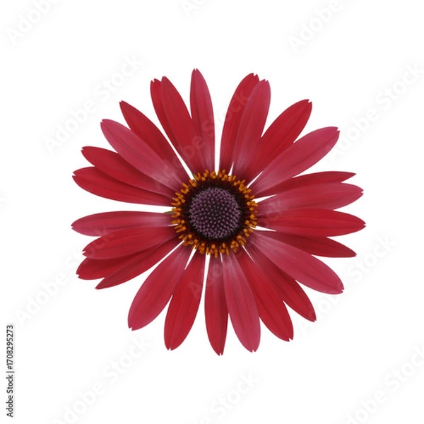 Fototapeta A red flower with a white background. The flower is the main focus of the image. The color of the flower is bright and vibrant, which gives the image a cheerful and lively mood 
