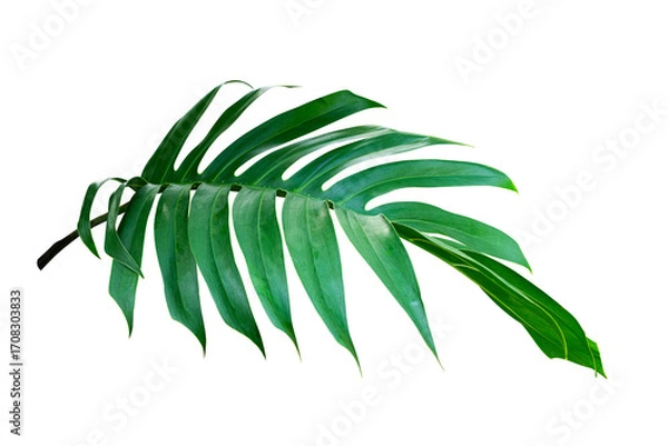 Obraz Tropical leaf isolated on white background, Philodendron plant.