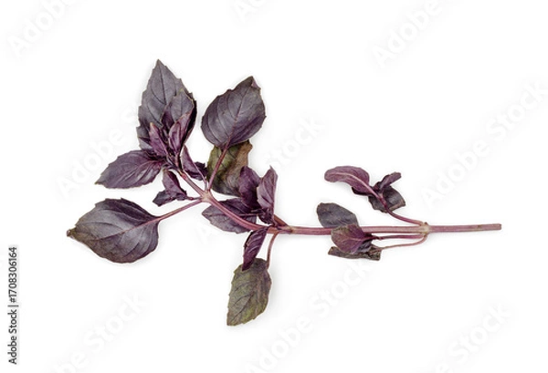 Fototapeta Basil leaves isolated on a white background, top view, contour