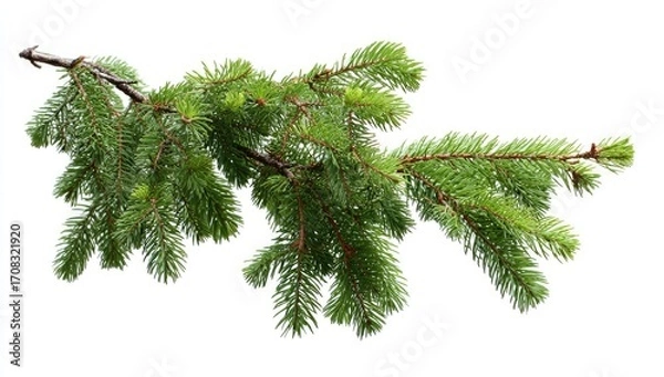 Fototapeta Close-up of a fresh evergreen branch (1)