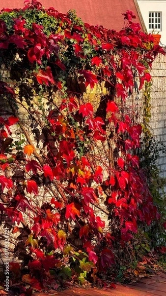 Fototapeta Fiery red autumn leaves against white wall 