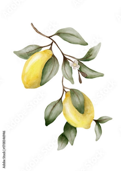 Fototapeta Fresh lemon branch with green leaves creates a lively watercolor design for textiles and prints