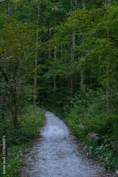 Fototapeta A hiking path through a dense North Carolina forest at dusk