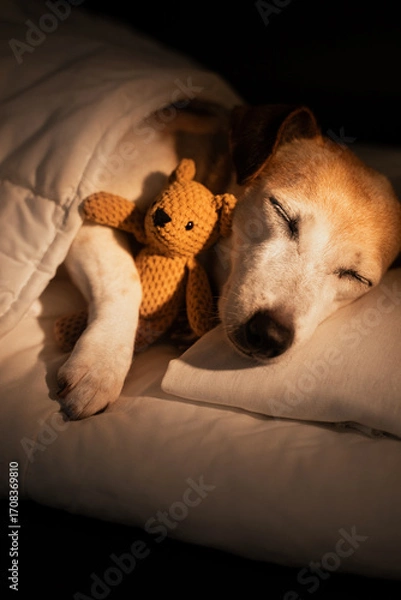 Fototapeta Adorable sleeping old dog face closed eyes in white bed covered under blanket. dark room cozy calm atmosphere. black background warm light. pet hugging bear toy. Good night sweet dreams. 